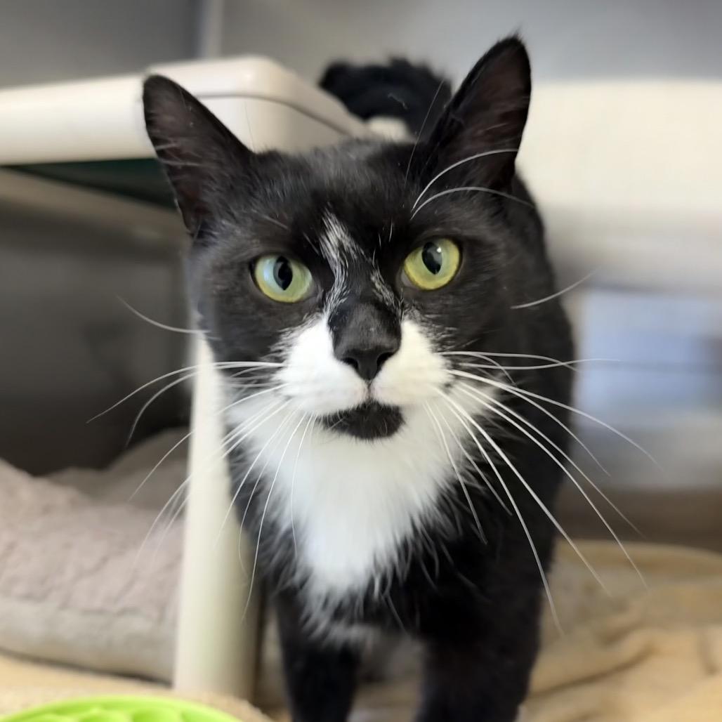 Petunia, Adoptable, Young Female Domestic Short Hair.