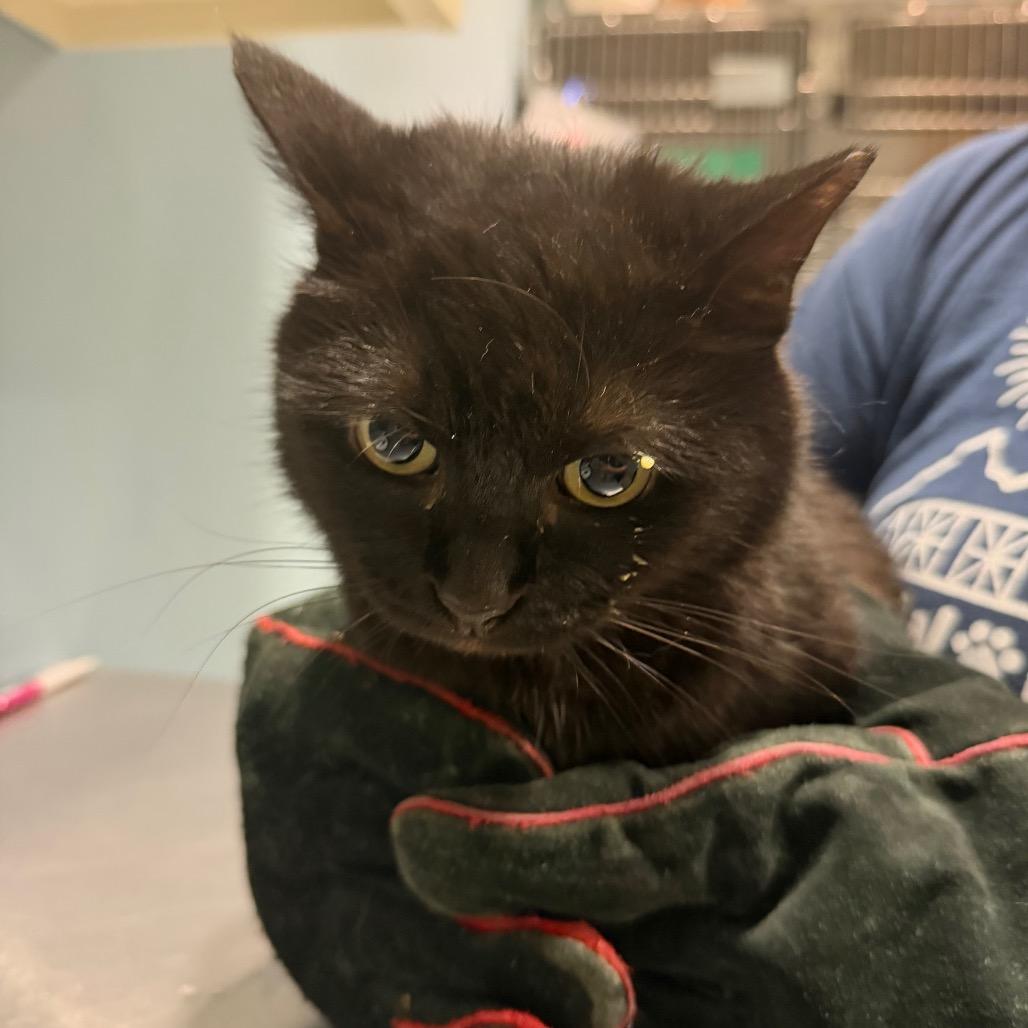 Enlarge Rosco, a Adoptable Domestic Short Hair in Chattanooga, TN image 1/2