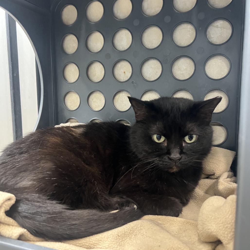 Enlarge Rosco, a Adoptable Domestic Short Hair in Chattanooga, TN image 2/2