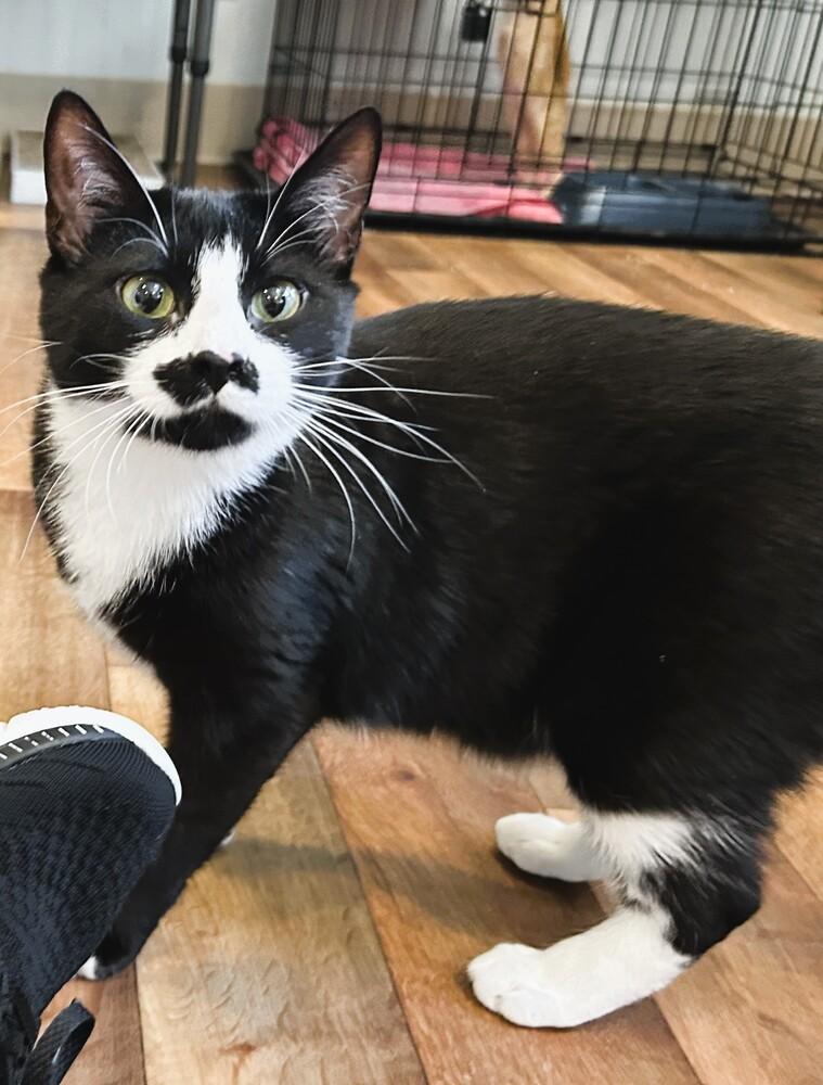 Enlarge Mittens, a Adoptable mixed breed in Mooresville, NC image 1/4