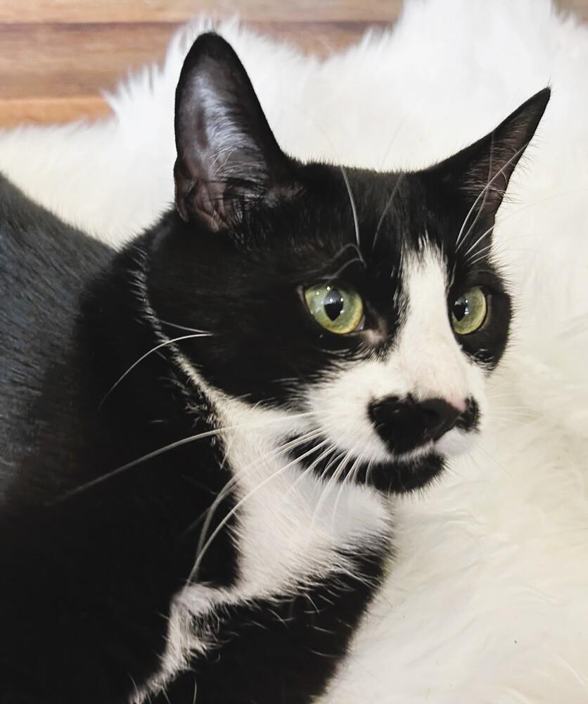 Mittens, Adoptable, Young Male Domestic Short Hair.