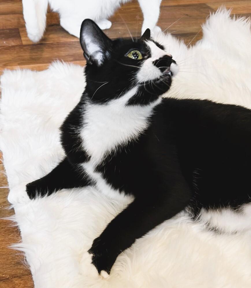 Enlarge Mittens, a Adoptable mixed breed in Mooresville, NC image 3/4