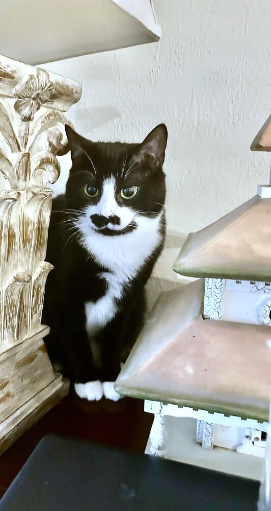 Enlarge Mittens, a Adoptable mixed breed in Mooresville, NC image 5/6