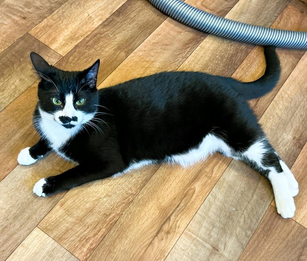 Enlarge Mittens, a Adoptable mixed breed in Mooresville, NC image 4/4