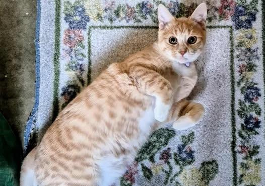 Enlarge Milo, a Adopted mixed breed in Lewiston, ID image 1/3