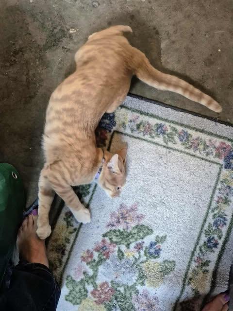 Enlarge Milo, a Adopted mixed breed in Lewiston, ID image 2/3