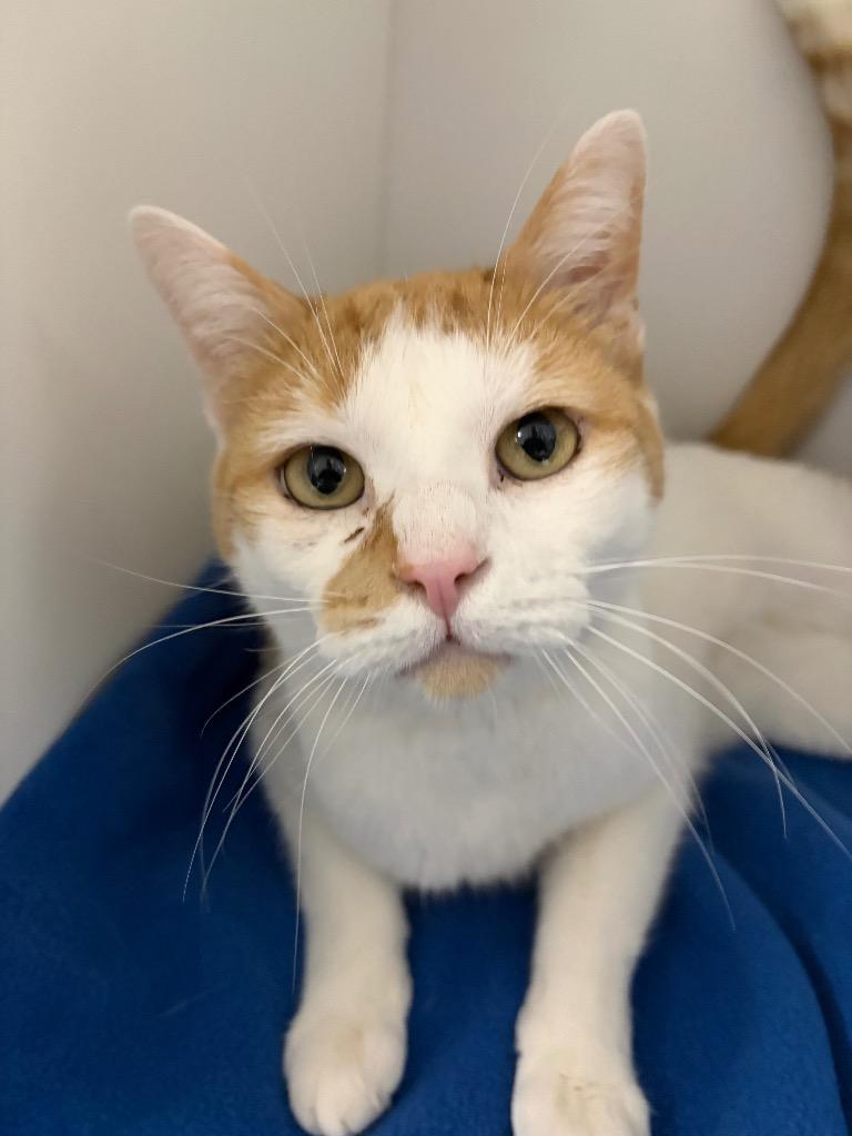 Loki, Adoptable, Adult Male Domestic Short Hair.