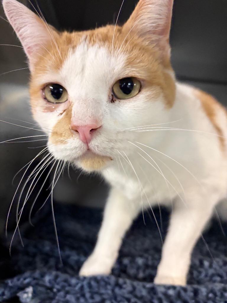 Loki, a Adoptable mixed breed in Huntington, IN image 2/2