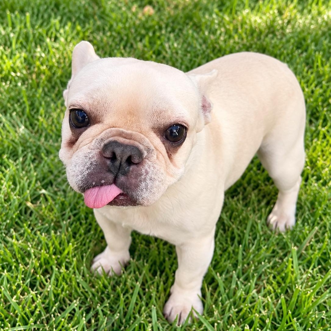 Enlarge Tilly, a Adopted French Bulldog in Baytown, TX image 3/6