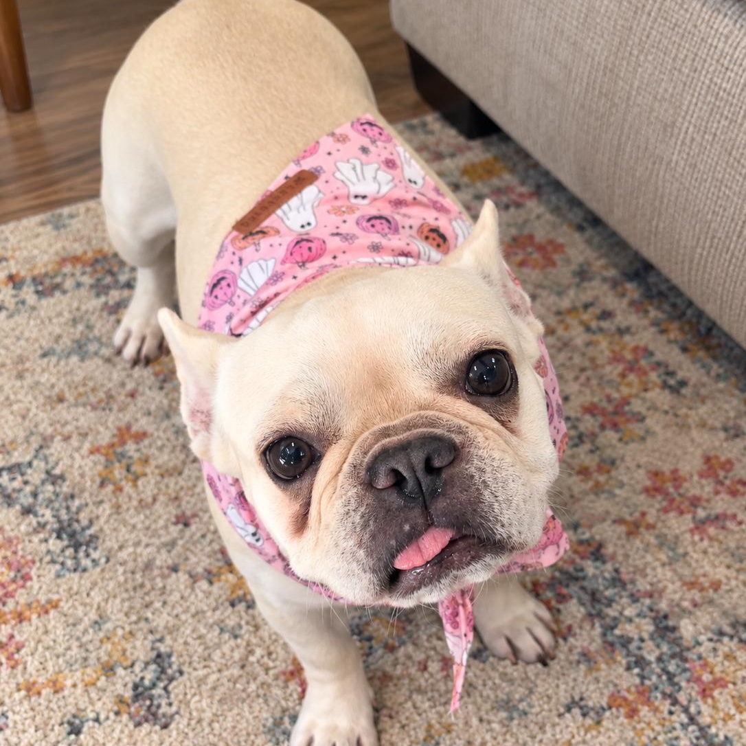 Enlarge Tilly, a Adopted French Bulldog in Baytown, TX image 2/6