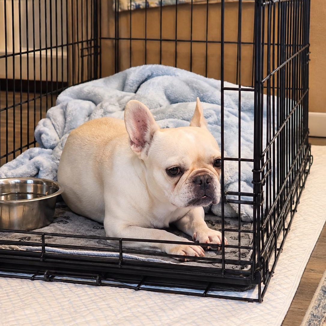Enlarge Tilly, a Adopted French Bulldog in Baytown, TX image 5/6