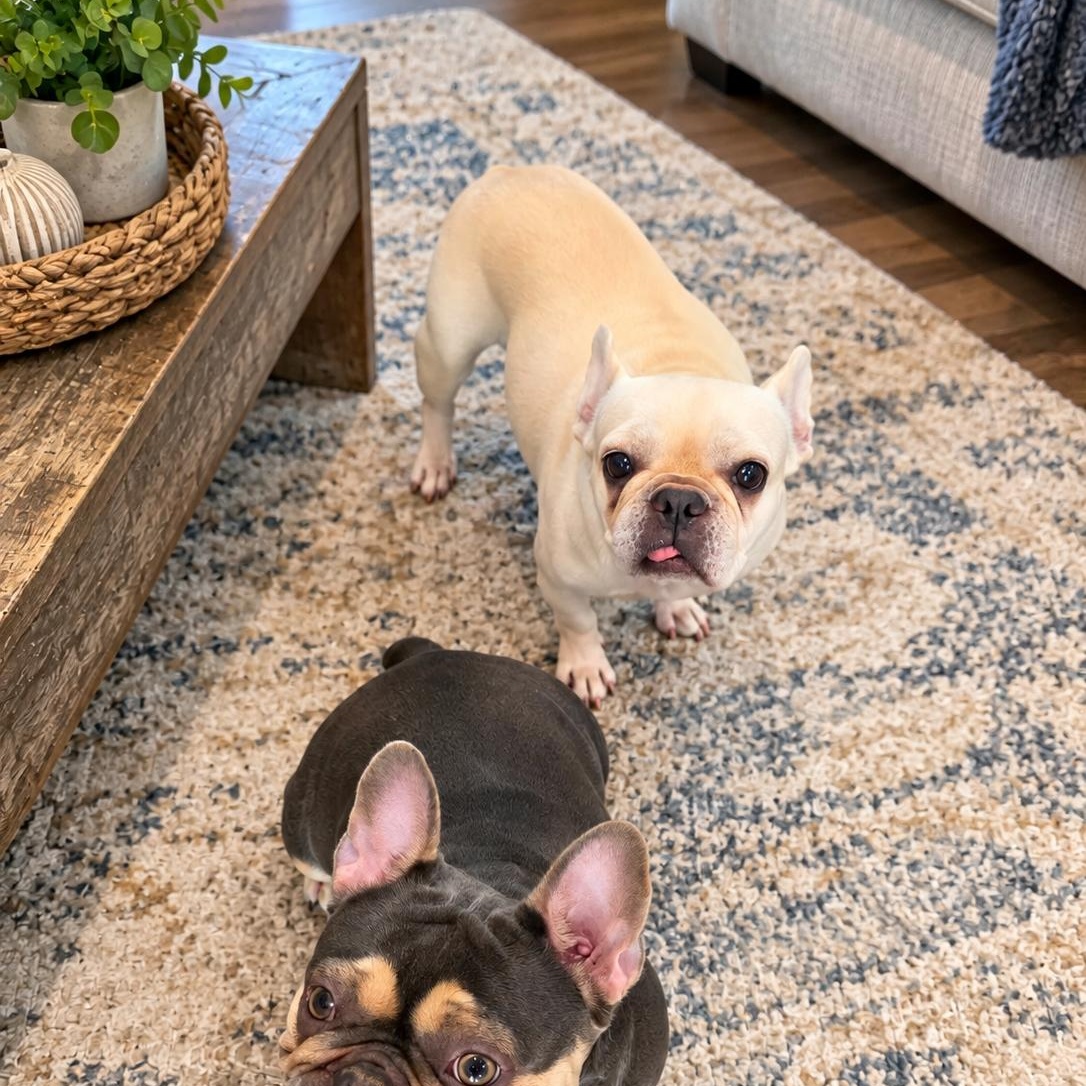 Enlarge Tilly, a Adopted French Bulldog in Baytown, TX image 4/6