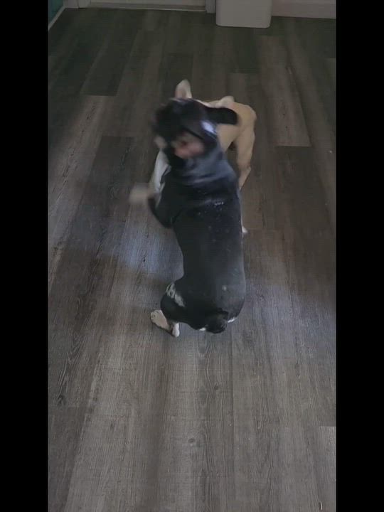 Enlarge Tilly, a Adopted French Bulldog in Baytown, TX video 6/6
