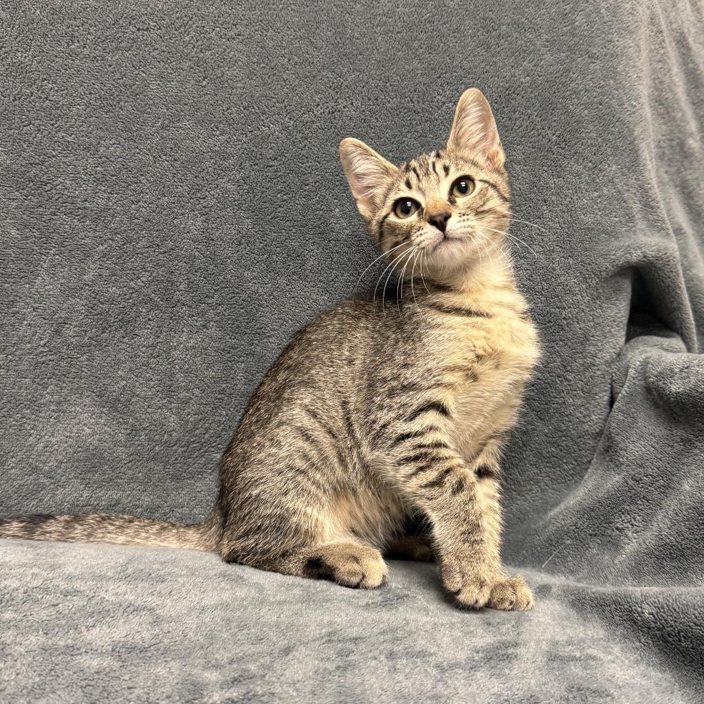 Enlarge Tramp, a Adoptable mixed breed in Brenham, TX image 2/6