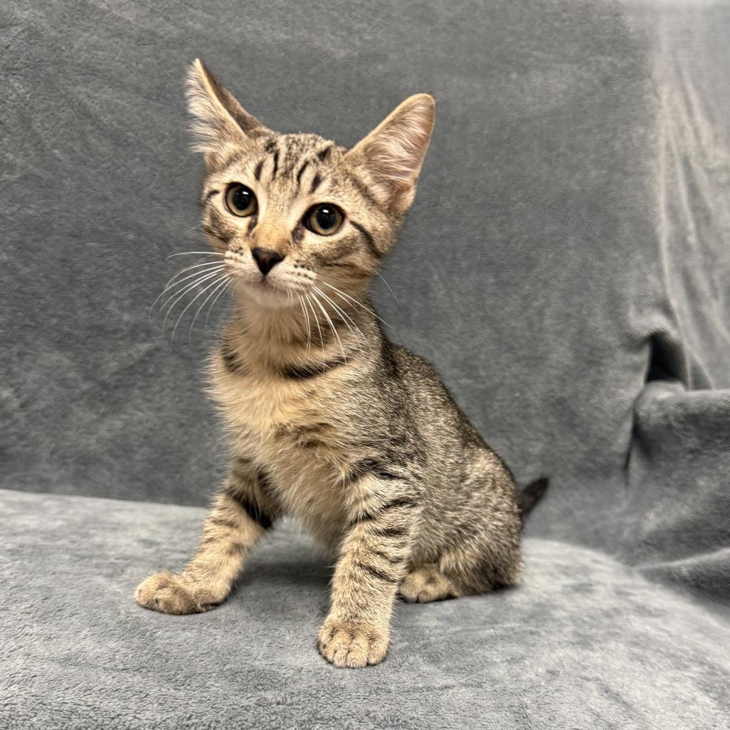 Enlarge Tramp, a Adoptable mixed breed in Brenham, TX image 4/6