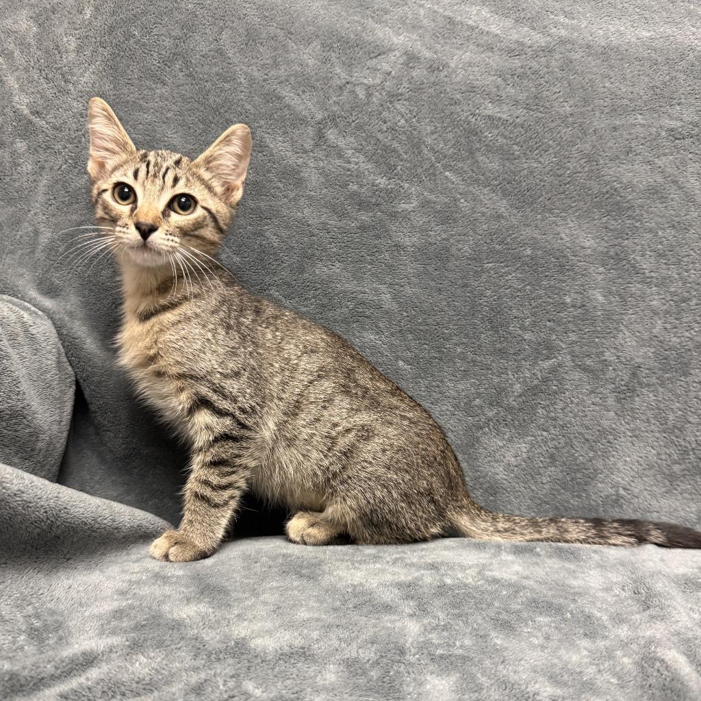 Enlarge Tramp, a Adoptable mixed breed in Brenham, TX image 6/6