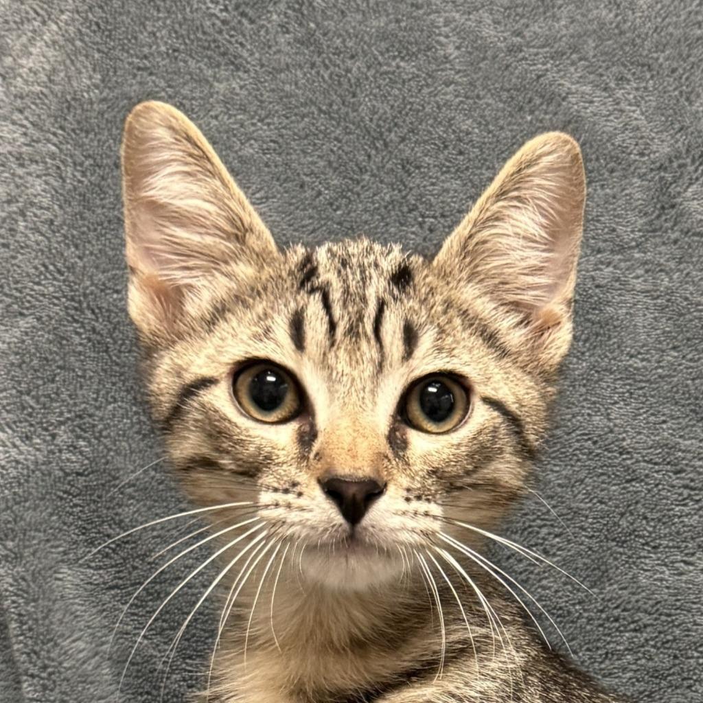 Tramp, Adoptable, Kitten Male Domestic Short Hair.
