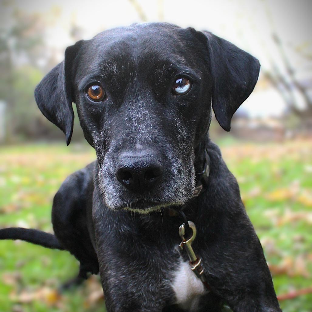 Enlarge Texas, a Adoptable mixed breed in Philadelphia, PA image 1/6