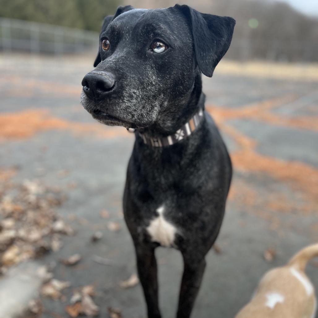 Enlarge Texas, a Adoptable mixed breed in Philadelphia, PA image 2/6