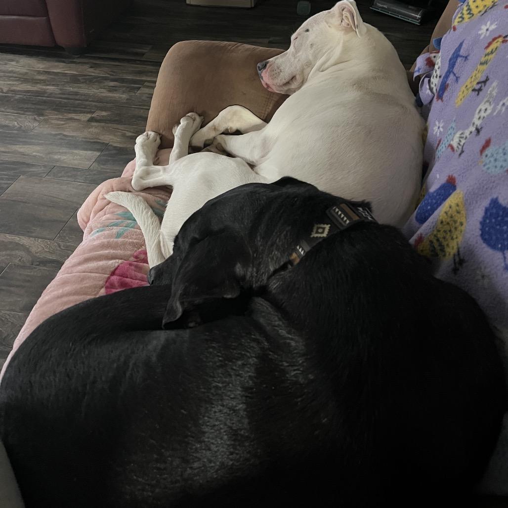 Enlarge Texas, a Adoptable mixed breed in Philadelphia, PA image 3/6