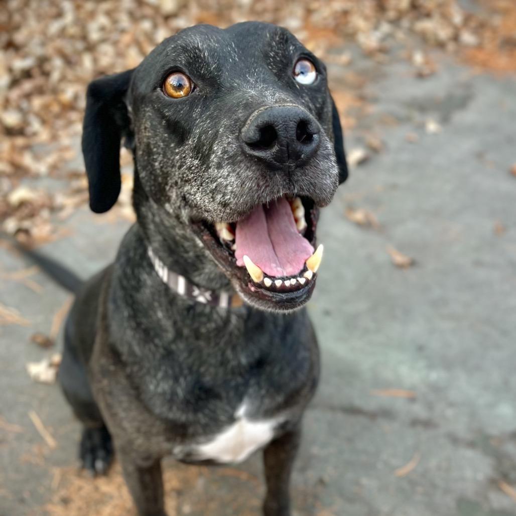 Enlarge Texas, a Adoptable mixed breed in Philadelphia, PA image 5/6