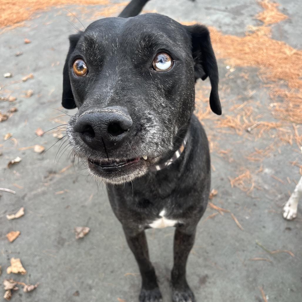 Enlarge Texas, a Adoptable mixed breed in Philadelphia, PA image 6/6