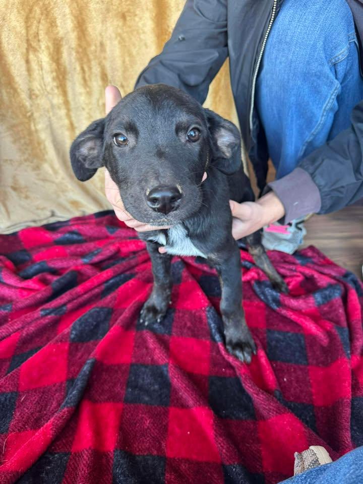 Enlarge Bear, a Adopted mixed breed in Cleveland, OK image 1/2