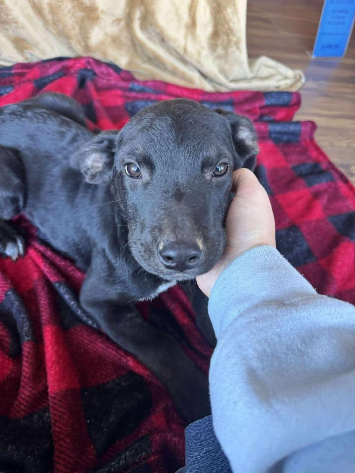 Enlarge Bear, a Adopted mixed breed in Cleveland, OK image 2/2