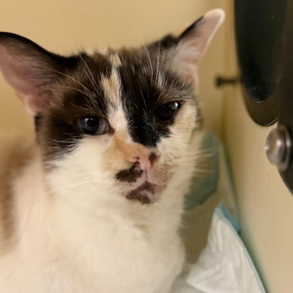 Enlarge Lucky, a Adoptable Domestic Short Hair image 1/3