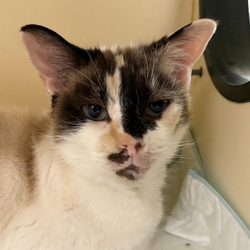 Enlarge Lucky, a Adoptable Domestic Short Hair image 2/3