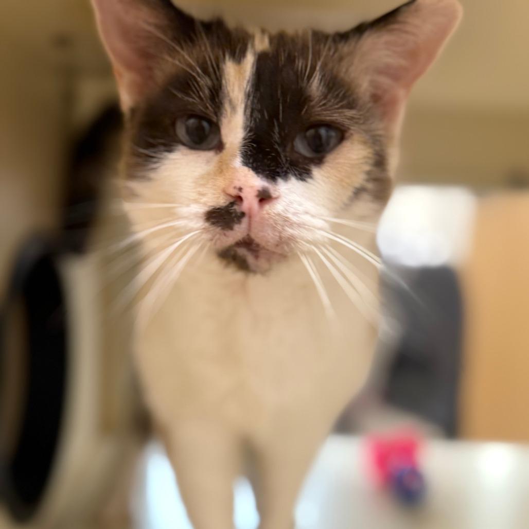 Enlarge Lucky, a Adoptable Domestic Short Hair image 3/3