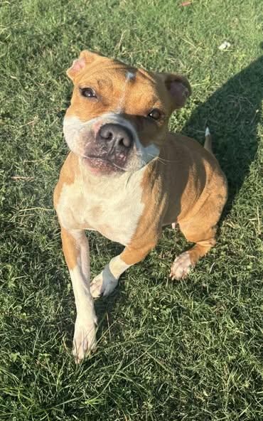 Stella, a Adoptable mixed breed in Okemah, OK image 4/6