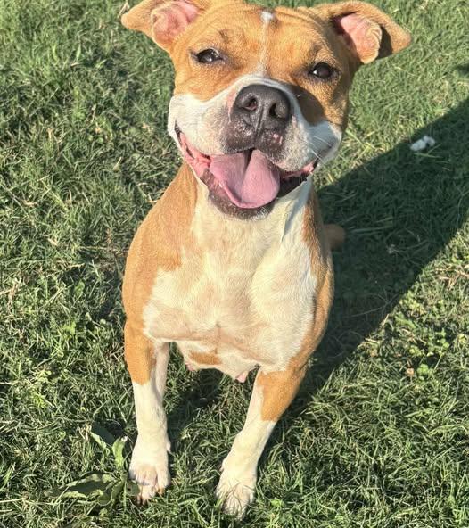 Stella, a Adoptable mixed breed in Okemah, OK image 1/6