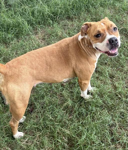 Stella, a Adoptable mixed breed in Okemah, OK image 5/6