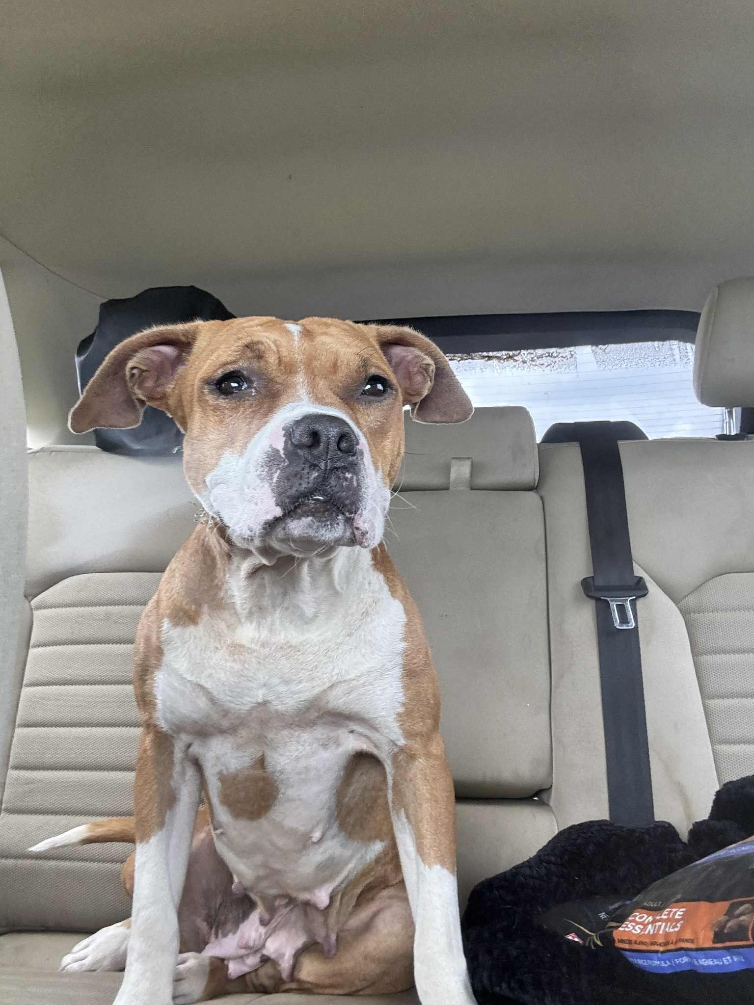 Stella, a Adoptable mixed breed in Okemah, OK image 6/6