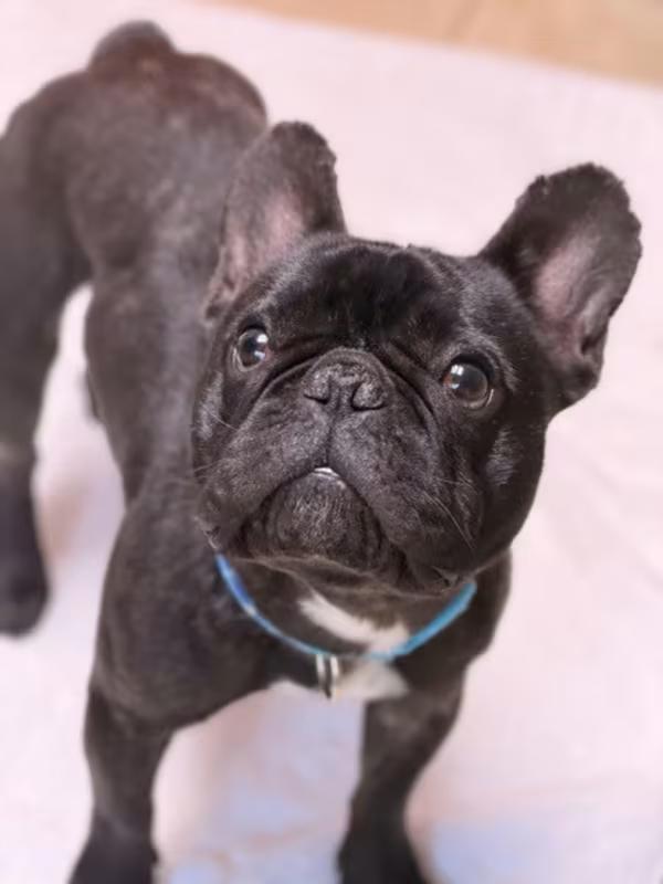 Enlarge Arlo, an adoptable French Bulldog in Sparta, NJ image 2/4