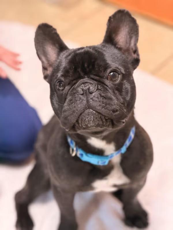 Enlarge Arlo, an adoptable French Bulldog in Sparta, NJ image 3/4
