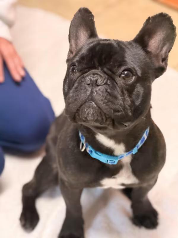 Enlarge Arlo, an adoptable French Bulldog in Sparta, NJ image 4/4