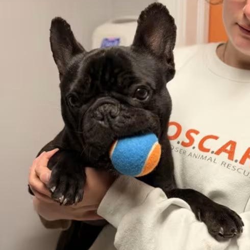 Arlo, adoptable, Young Male French Bulldog.