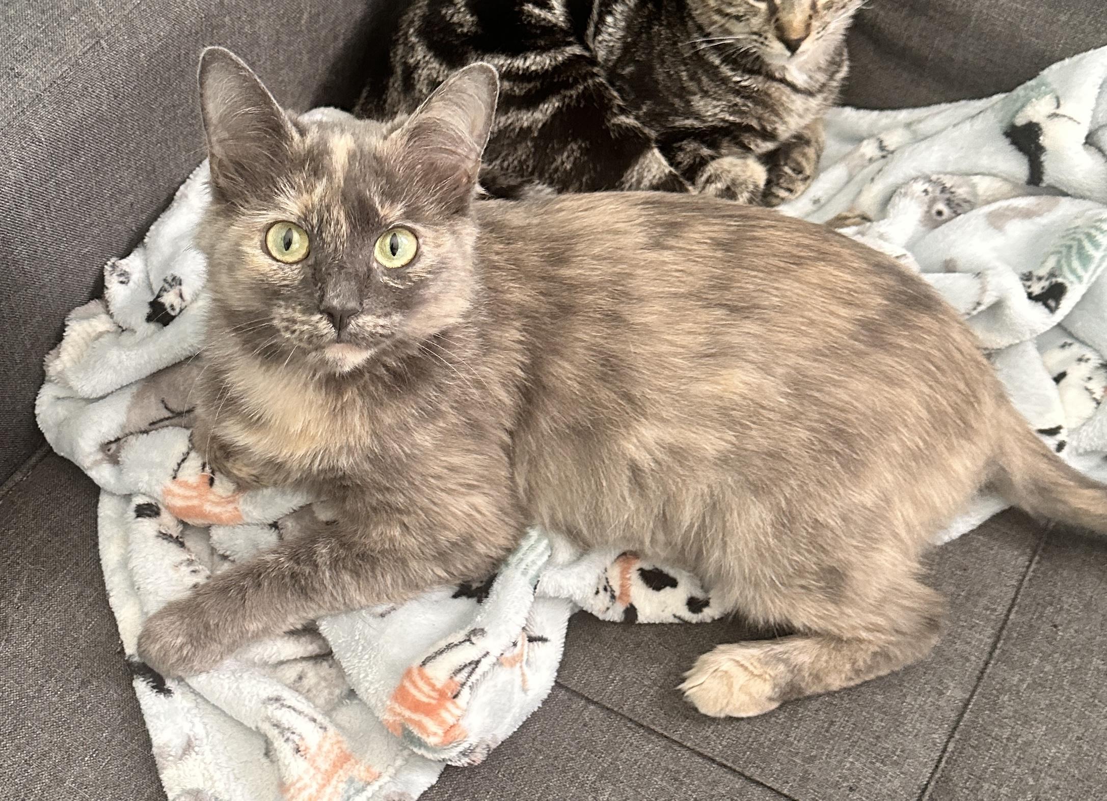 Violet, Adoptable, Adult Female Domestic Medium Hair.