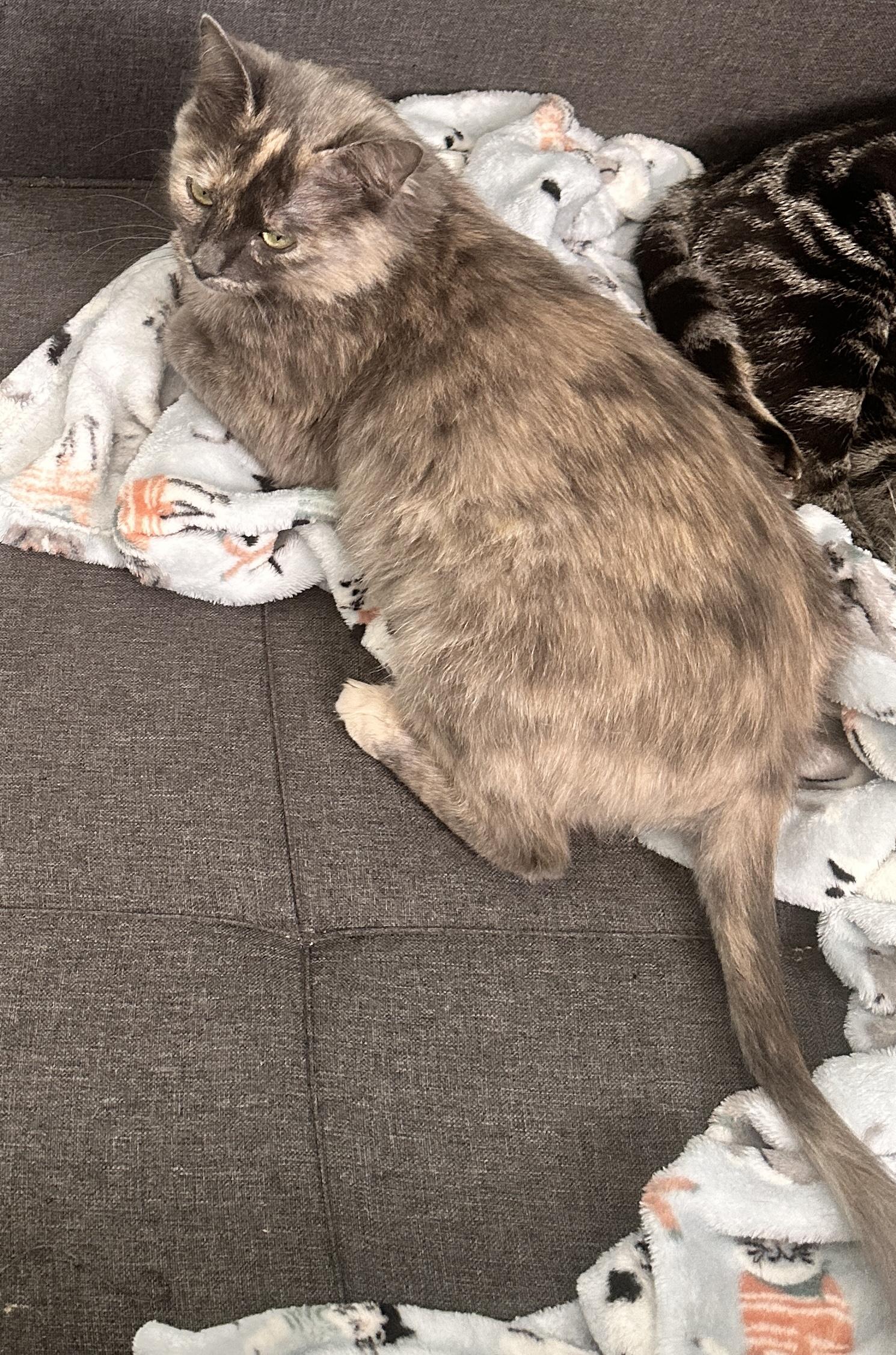 Enlarge Violet, a Adoptable Domestic Medium Hair in Syracuse, NY image 2/2