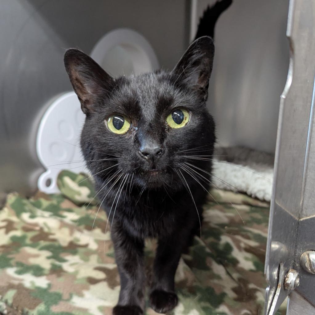 Enlarge Natasha, a Adoptable mixed breed in Aberdeen, WA image 1/2
