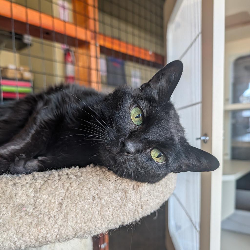 Enlarge Natasha, a Adoptable mixed breed in Aberdeen, WA image 2/2