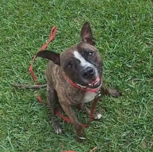 Nova, a Adoptable mixed breed in Pembroke Pines, FL image 2/5