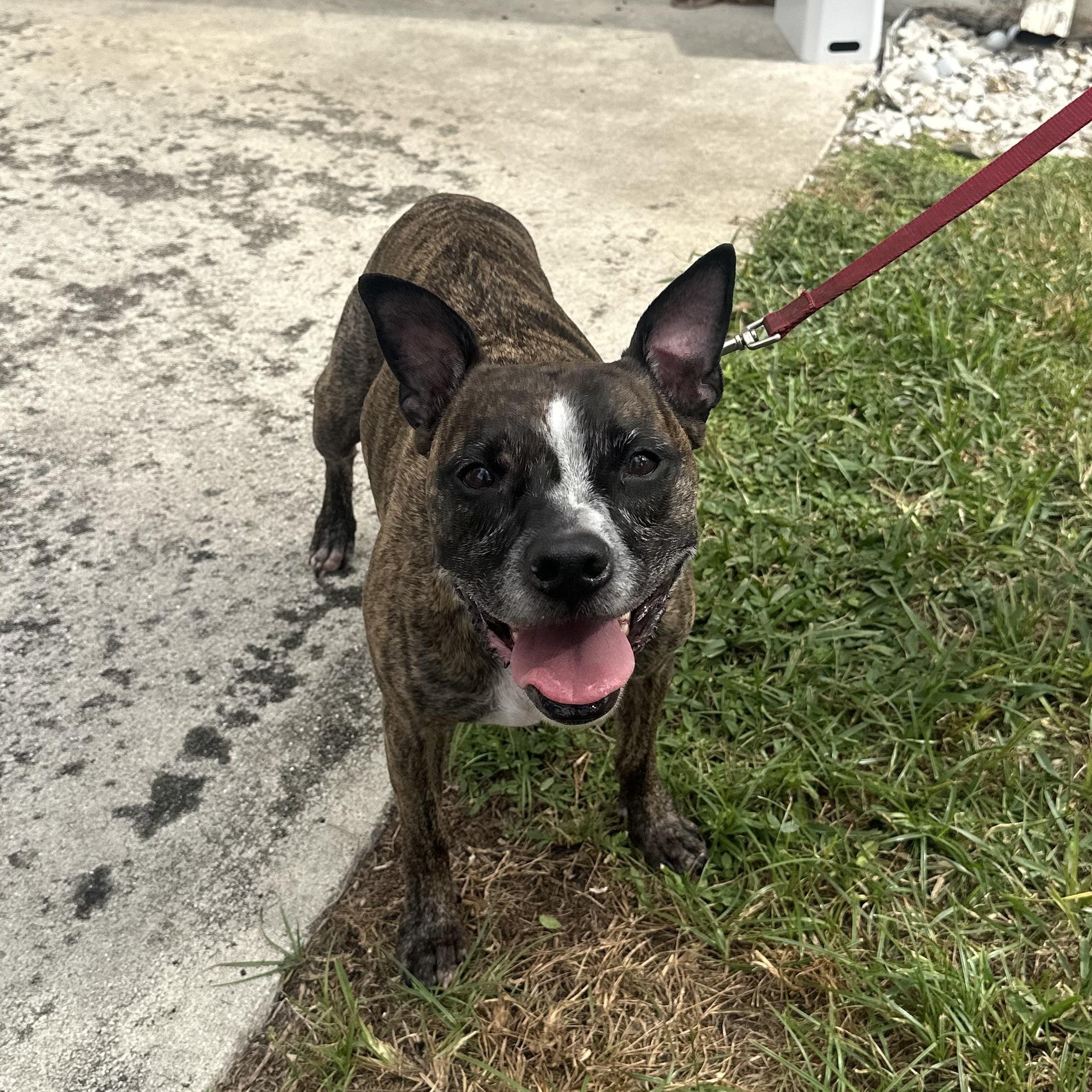 Nova, a Adoptable mixed breed in Pembroke Pines, FL image 1/5