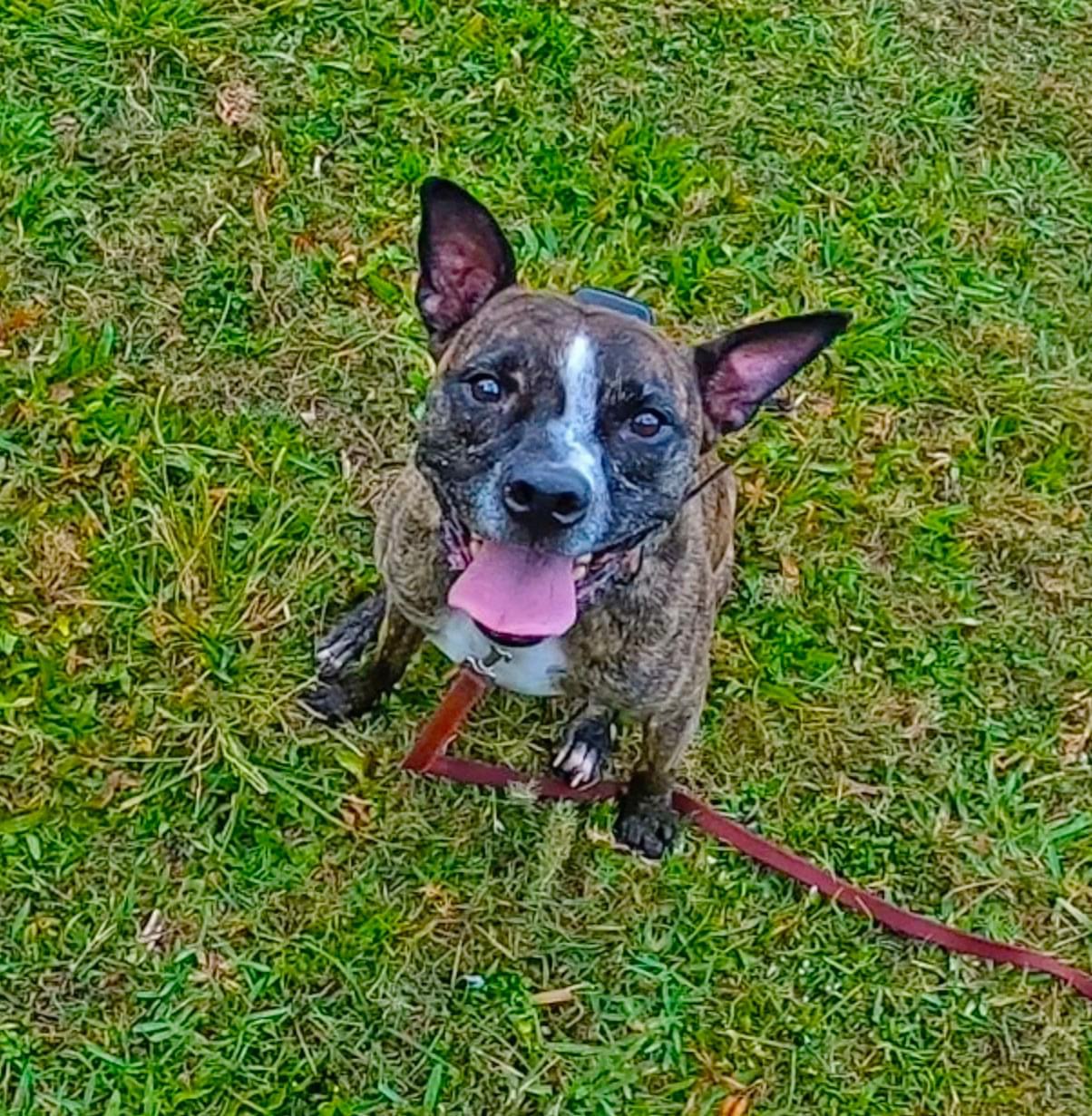 Nova, a Adoptable mixed breed in Pembroke Pines, FL image 3/5