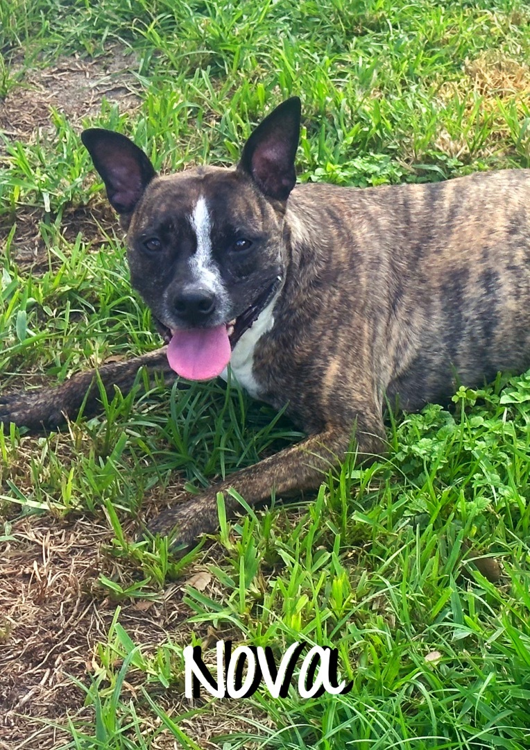 Nova, a Adoptable mixed breed in Pembroke Pines, FL image 5/5