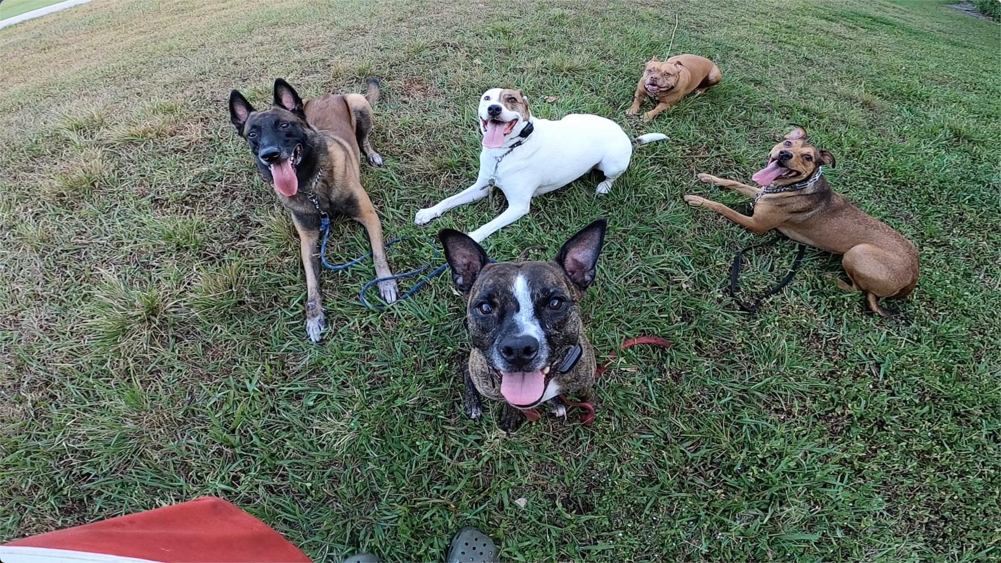 Nova, a Adoptable mixed breed in Pembroke Pines, FL image 4/5