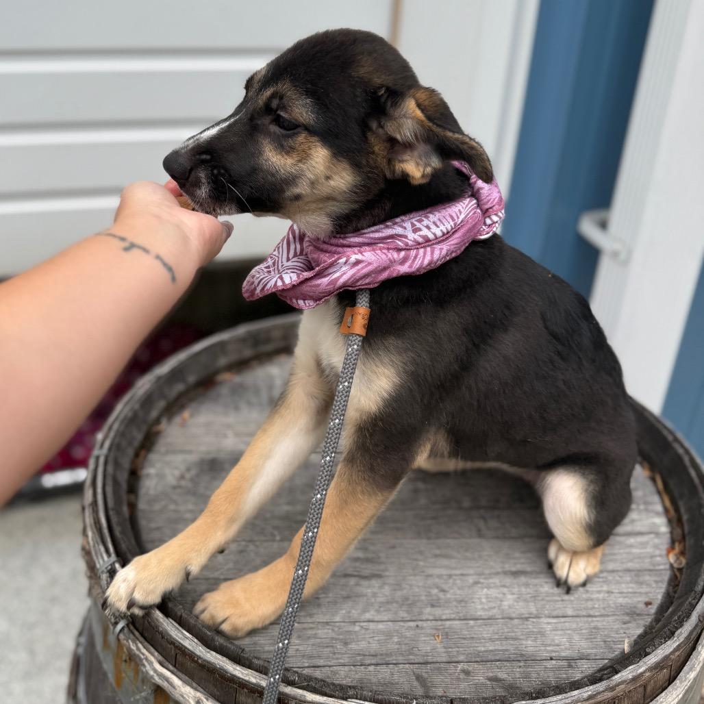 Clementine, a Adoptable mixed breed in Newberg, OR image 1/6