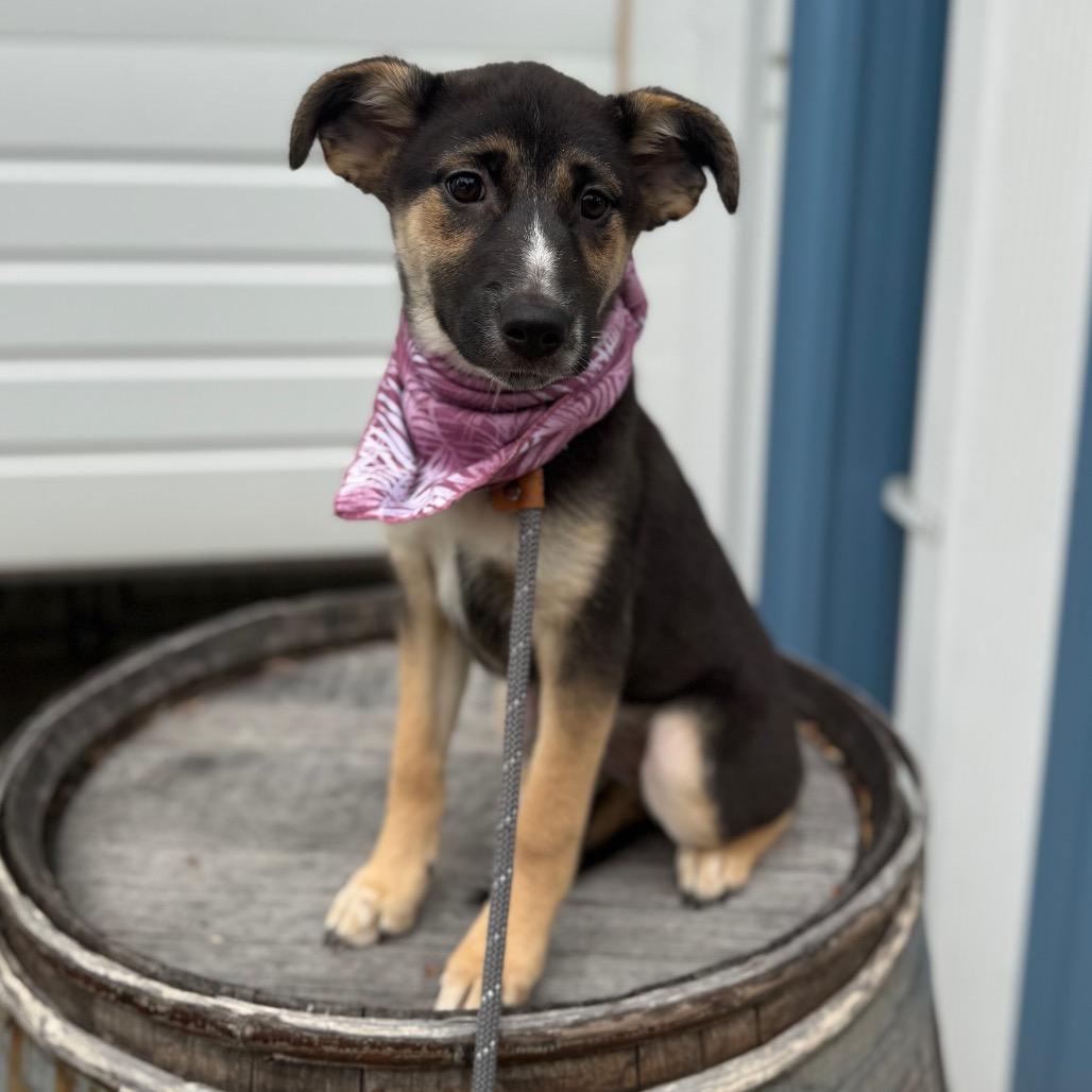 Clementine, a Adoptable mixed breed in Newberg, OR image 2/6